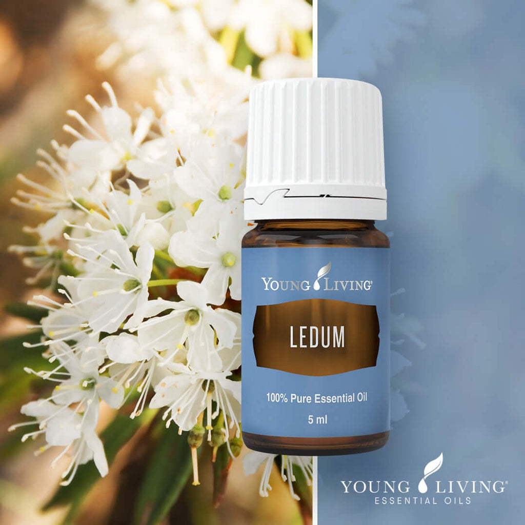 Young-Living-Ledum-Essential-Oil-5ml