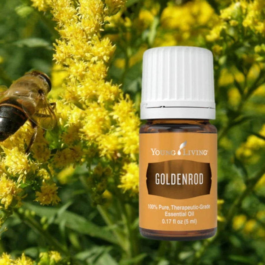Goldenrod essential oil discount