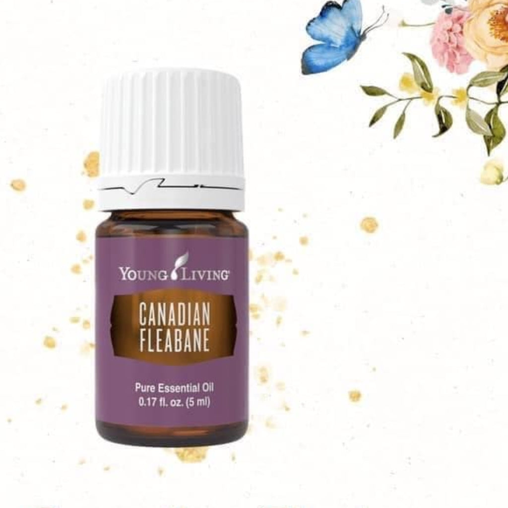 young-living-canadian-fleabane-essential-oil-5ml